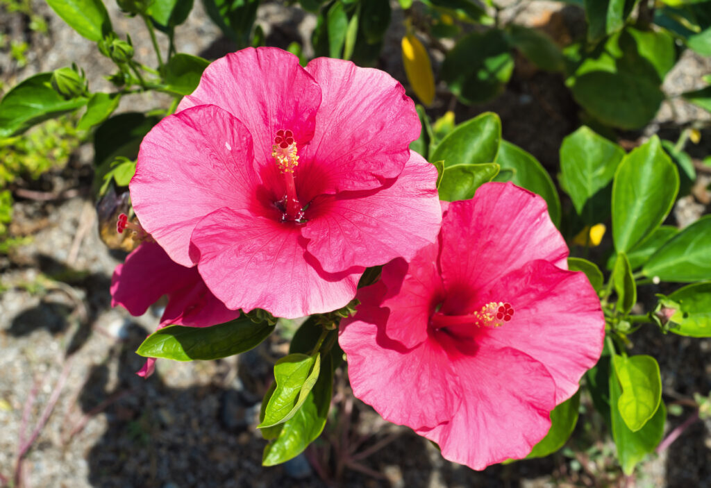 Hibisco